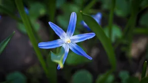 蓝星花图片_2