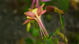 高清耧斗菜图片_4
