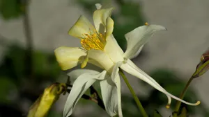 高清耧斗菜图片_6