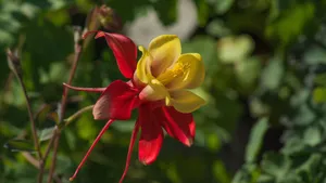 高清耧斗菜图片_7