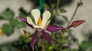 高清耧斗菜图片_8
