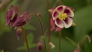 高清耧斗菜图片_12