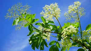接骨木花图片_3