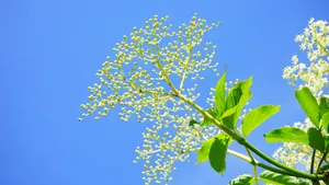 接骨木花图片_4