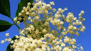 接骨木花图片_6