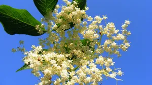 接骨木花图片_7