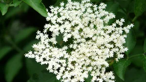 接骨木花图片_8