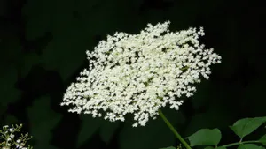 接骨木花图片_9