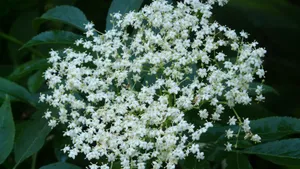接骨木花图片_10