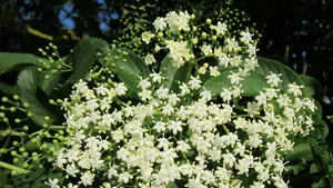 接骨木花图片_12