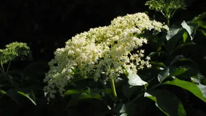 接骨木花图片_15