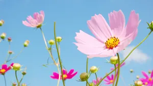 格桑花图片大全大图
