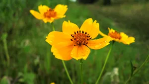 格桑花图片大全大图_4