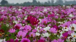 格桑花图片大全大图_7