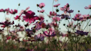 格桑花图片大全大图_10
