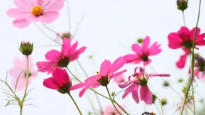格桑花图片大全大图_11