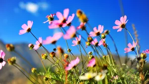 格桑花图片大全大图_12
