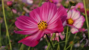 格桑花图片大全大图_13