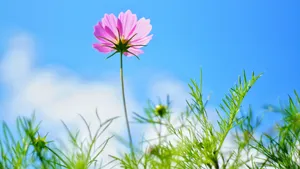 格桑花图片大全大图_15
