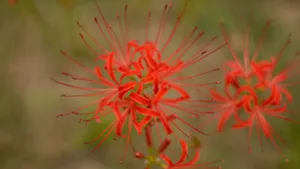 高清彼岸花图片大全_5