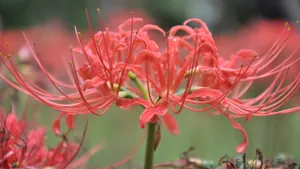 高清彼岸花图片大全_9
