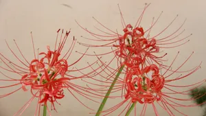 高清彼岸花图片大全_10