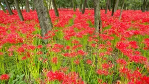 彼岸花图片花语