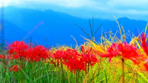 彼岸花图片花语_2