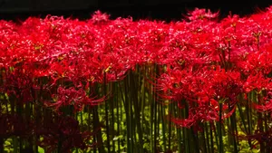 彼岸花图片花语_3