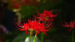 彼岸花图片花语_4