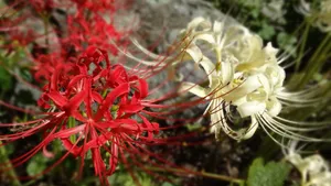 彼岸花图片花语_5