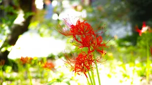 彼岸花图片花语_8