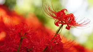 彼岸花图片花语_9