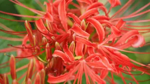彼岸花图片花语_10