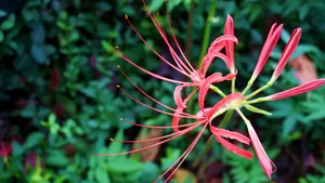彼岸花图片花语_11