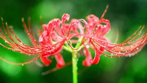 彼岸花图片花语_13