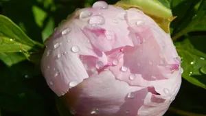 富贵高清牡丹花图片_2