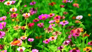 色彩缤纷的雏菊花图片