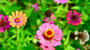 色彩缤纷的雏菊花图片_2