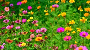 色彩缤纷的雏菊花图片_4