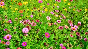 色彩缤纷的雏菊花图片_5