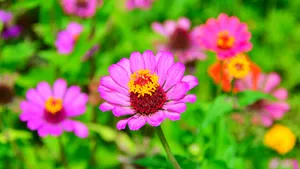 色彩缤纷的雏菊花图片_6