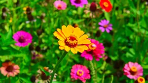 色彩缤纷的雏菊花图片_7