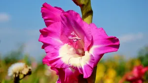 唐菖蒲图片_2