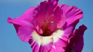 唐菖蒲图片_3