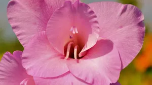 唐菖蒲图片_5