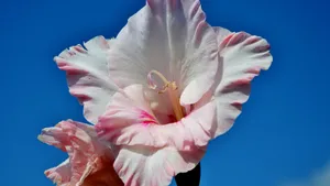 唐菖蒲图片_7