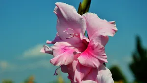 唐菖蒲图片_8