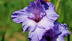唐菖蒲图片_11