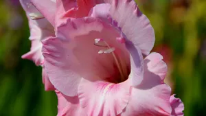 唐菖蒲图片_12